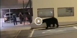 oso monterrey mirador residencial